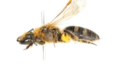  Lasioglossum subfasciatum (Imhoff, 1832)