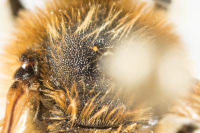  Lasioglossum subfasciatum (Imhoff, 1832)