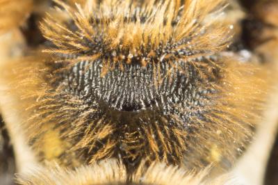  Lasioglossum subfasciatum (Imhoff, 1832)