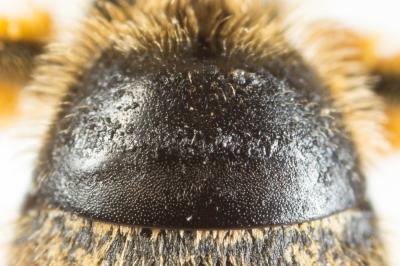  Lasioglossum subfasciatum (Imhoff, 1832)