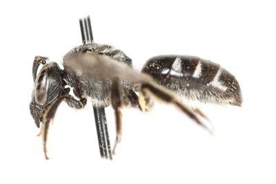  Lasioglossum sexnotatum (Kirby, 1802)