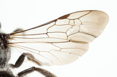  Lasioglossum sexnotatum (Kirby, 1802)