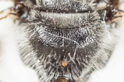  Lasioglossum sexnotatum (Kirby, 1802)