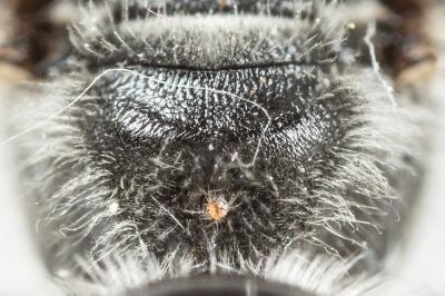  Lasioglossum sexnotatum (Kirby, 1802)
