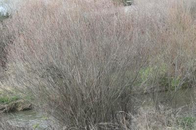 Osier rouge, Osier pourpre Salix purpurea L., 1753