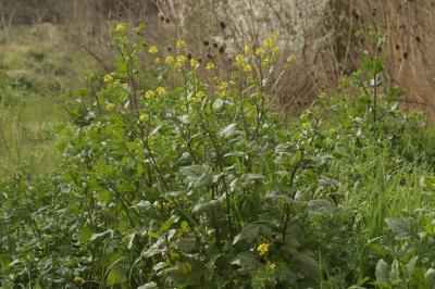 Moutarde des champs, Raveluche Sinapis arvensis L., 1753