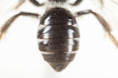 Lasioglossum sexnotatum (Kirby, 1802)