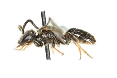  Lasioglossum pygmaeum (Schenck, 1853)