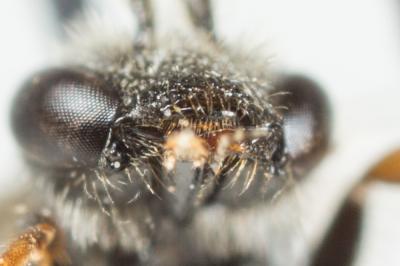  Lasioglossum pygmaeum (Schenck, 1853)