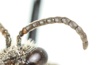  Lasioglossum pygmaeum (Schenck, 1853)