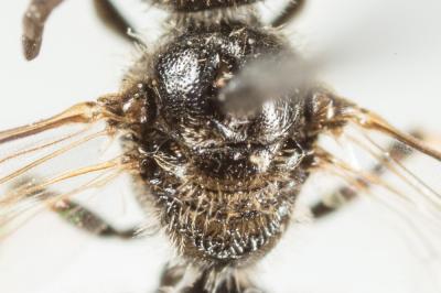  Lasioglossum pygmaeum (Schenck, 1853)