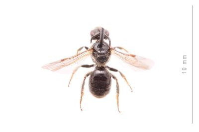  Lasioglossum puncticolle (Morawitz, 1872)