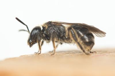  Lasioglossum puncticolle (Morawitz, 1872)