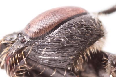  Lasioglossum puncticolle (Morawitz, 1872)