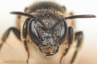  Lasioglossum puncticolle (Morawitz, 1872)
