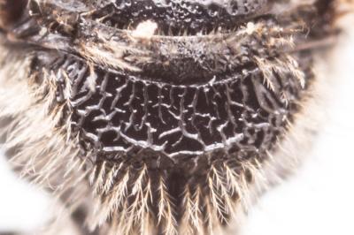  Lasioglossum puncticolle (Morawitz, 1872)