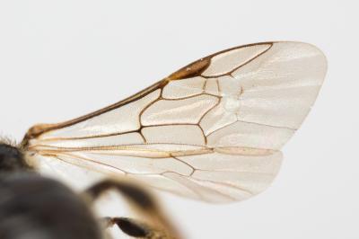  Lasioglossum puncticolle (Morawitz, 1872)
