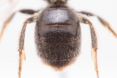  Lasioglossum puncticolle (Morawitz, 1872)