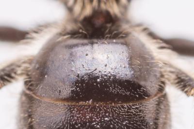  Lasioglossum puncticolle (Morawitz, 1872)