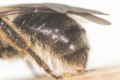  Lasioglossum puncticolle (Morawitz, 1872)