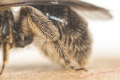  Lasioglossum puncticolle (Morawitz, 1872)