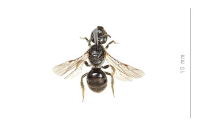  Lasioglossum punctatissimum (Schenck, 1853)