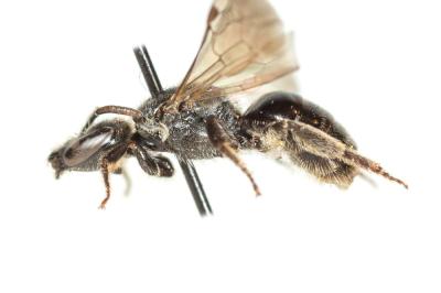  Lasioglossum punctatissimum (Schenck, 1853)