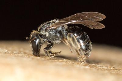  Lasioglossum punctatissimum (Schenck, 1853)