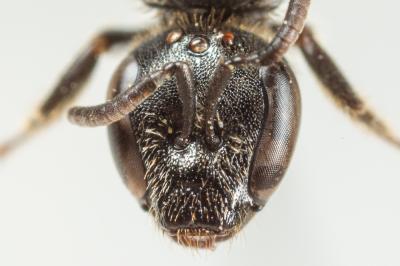  Lasioglossum punctatissimum (Schenck, 1853)