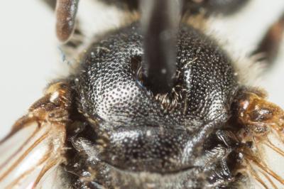  Lasioglossum punctatissimum (Schenck, 1853)
