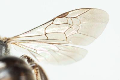 Lasioglossum punctatissimum (Schenck, 1853)