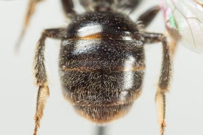  Lasioglossum punctatissimum (Schenck, 1853)