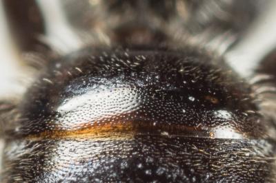  Lasioglossum punctatissimum (Schenck, 1853)