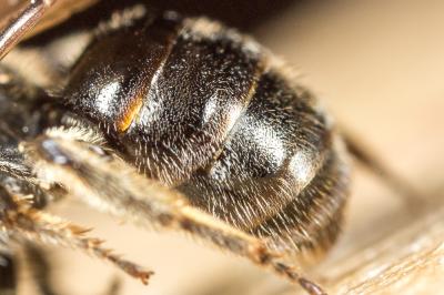  Lasioglossum punctatissimum (Schenck, 1853)