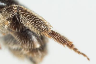  Lasioglossum punctatissimum (Schenck, 1853)