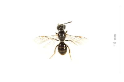  Lasioglossum politum (Schenck, 1853)