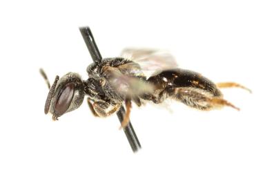  Lasioglossum politum (Schenck, 1853)