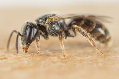  Lasioglossum politum (Schenck, 1853)
