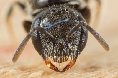  Lasioglossum politum (Schenck, 1853)