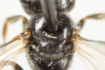  Lasioglossum politum (Schenck, 1853)