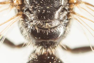  Lasioglossum politum (Schenck, 1853)