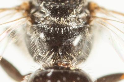  Lasioglossum politum (Schenck, 1853)