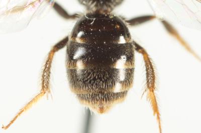  Lasioglossum politum (Schenck, 1853)