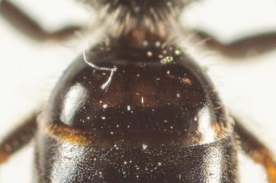  Lasioglossum politum (Schenck, 1853)