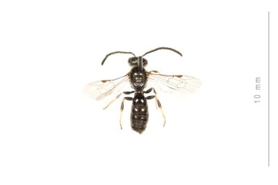 Lasioglossum politum (Schenck, 1853)