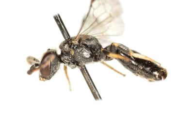  Lasioglossum politum (Schenck, 1853)
