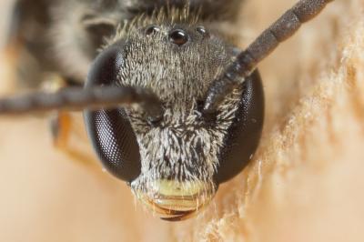  Lasioglossum politum (Schenck, 1853)