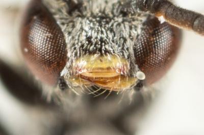  Lasioglossum politum (Schenck, 1853)