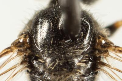  Lasioglossum politum (Schenck, 1853)