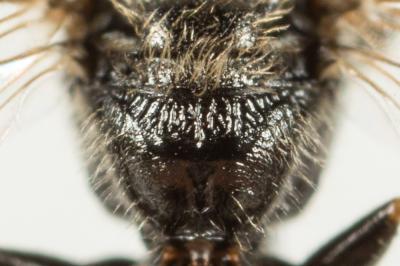  Lasioglossum politum (Schenck, 1853)